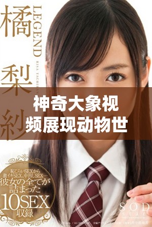 神奇大象视频展现动物世界的惊人智慧与情感魅力